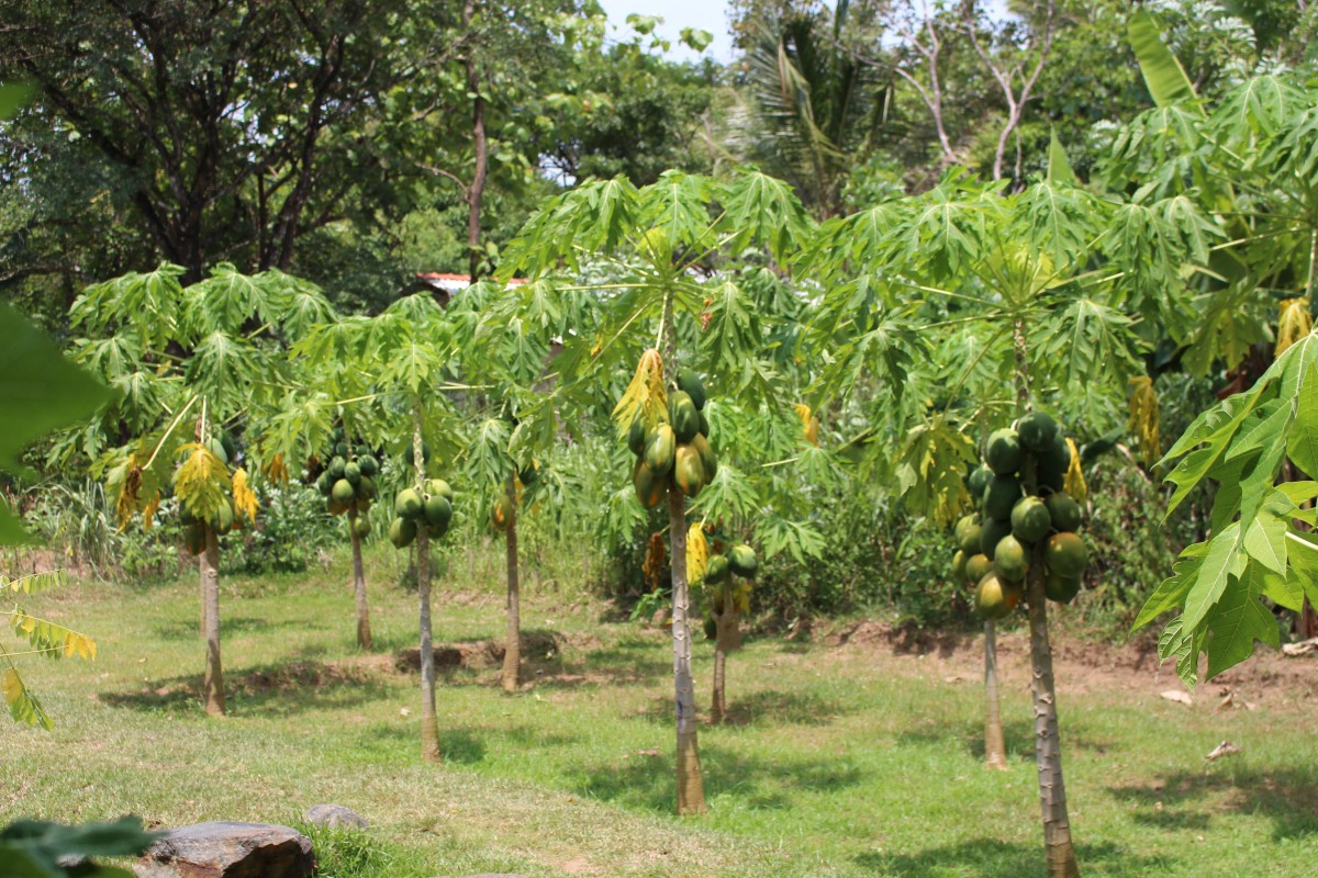 Carica papaya L.